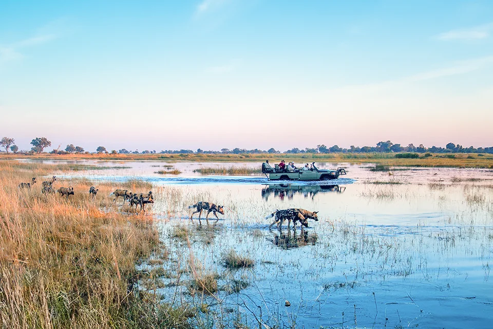 African wild dogs wade through shallow wetlands as a safari vehicle observes from the water in the Linyanti region of northern Botswana