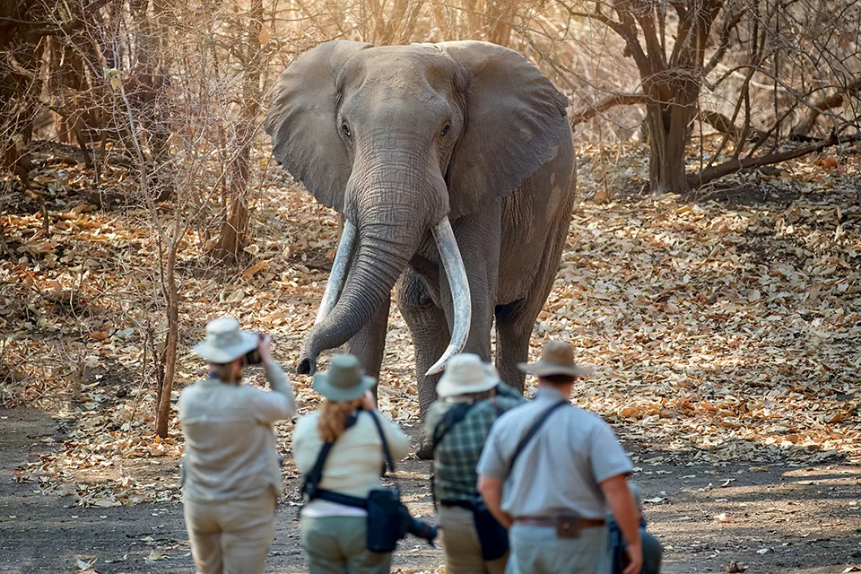 Safari guests on a guided walking safari observing an African elephant in Zimbabwe's Mana Pools National Park
