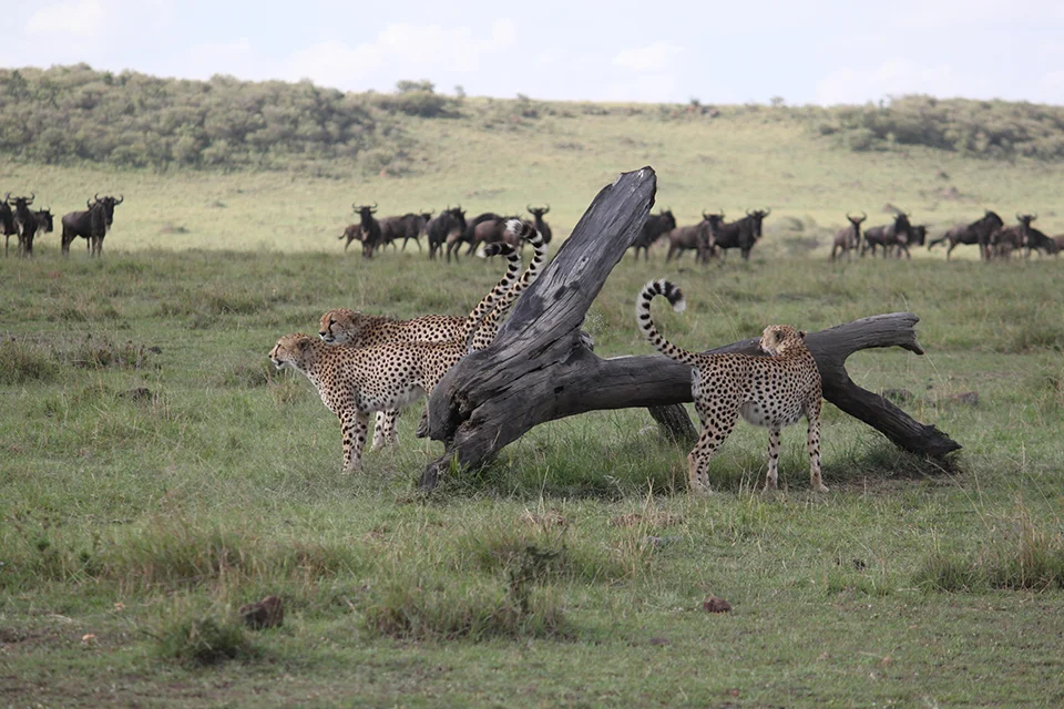 Three cheetahs watching a wildebeest herd on the Maasai Mara plains