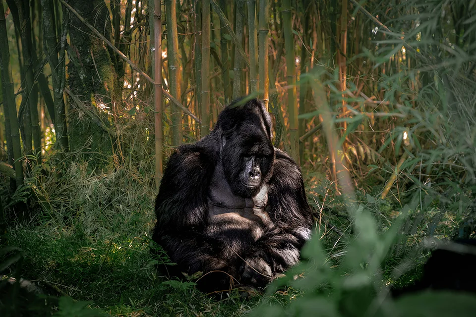 Silverback mountain gorilla resting quietly among bamboo and forest undergrowth in Mgahinga Gorilla National Park, Uganda.