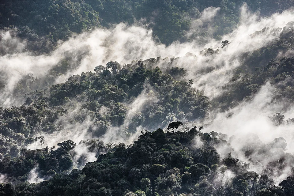 Mist rising above the rainforest canopy in Mahale Mountains National Park