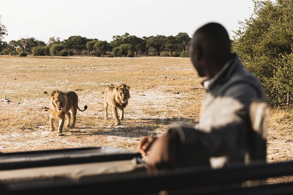Two male lions approach a safari vehicle during a game drive