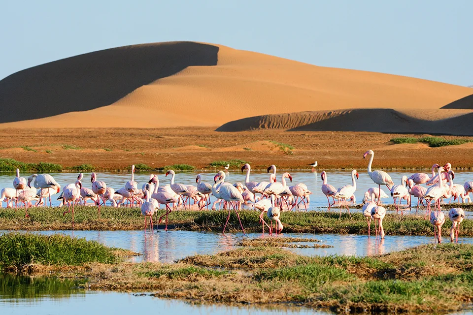 Greater flamingos gathered in the wetlands near Walvis Bay, Namibia, with desert dunes in the background