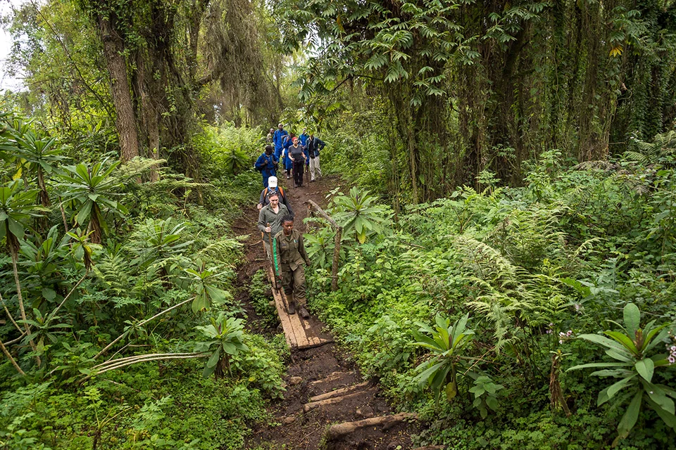 Guests hiking with guides through dense forest during a gorilla trek in Rwanda