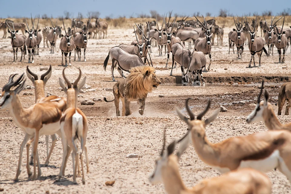 Male lion walking among gemsbok and springbok gathered at a waterhole in Etosha National Park, Namibia