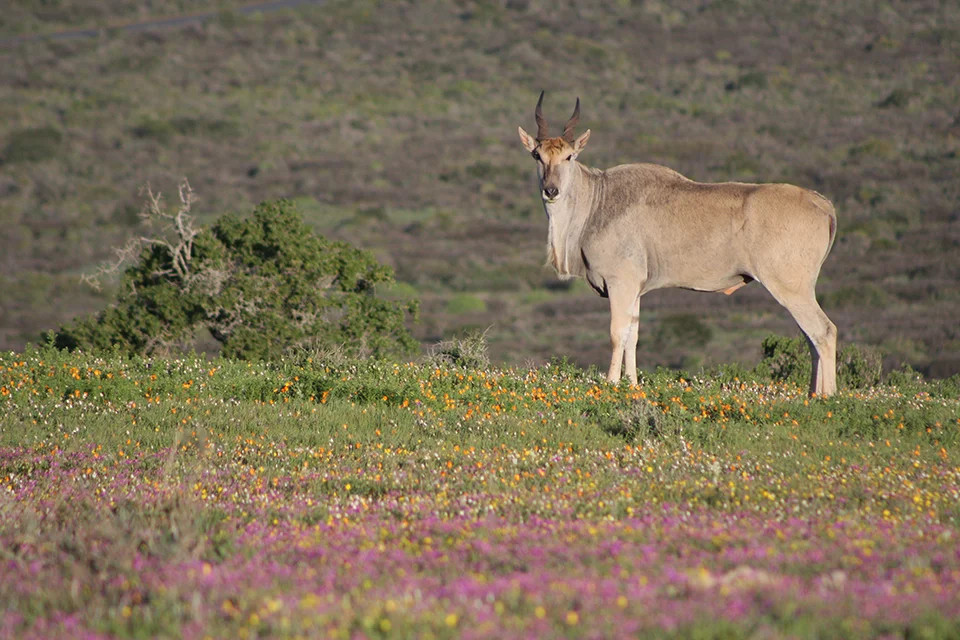 Cape West Coast