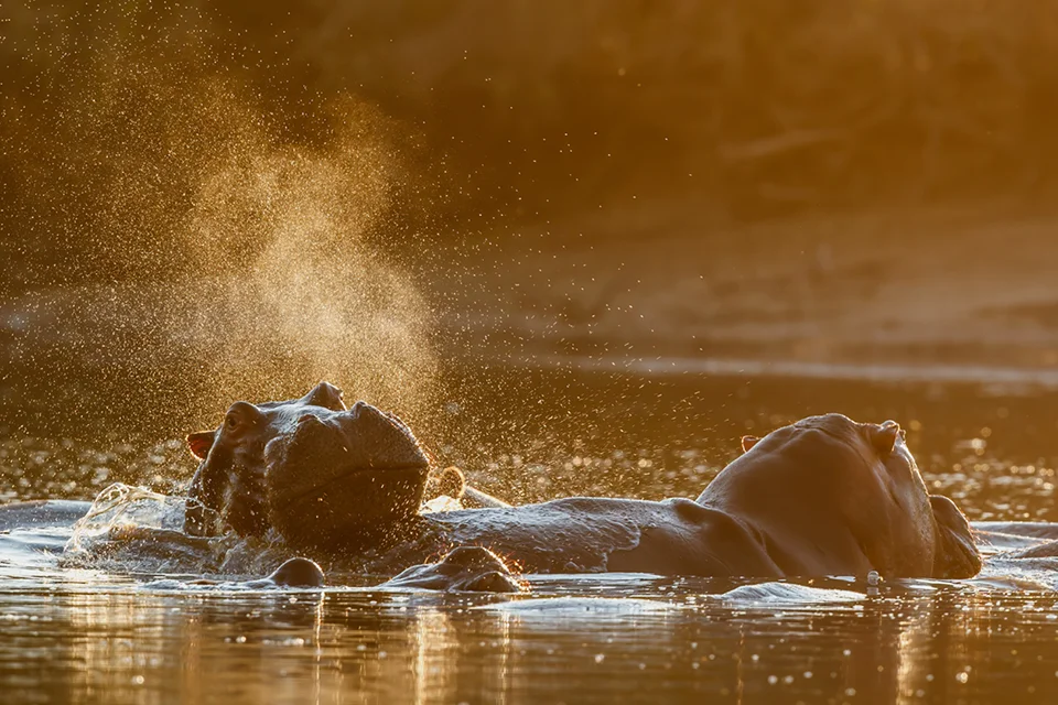 Hippos surfacing and splashing in golden light in Mana Pools National Park