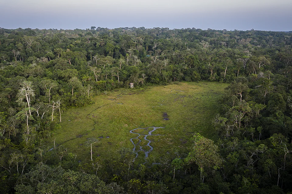 Aerial view of a forest clearing surrounded by dense tropical rainforest, with winding water channels crossing the grassland and a small observation hide at the forest edge.
