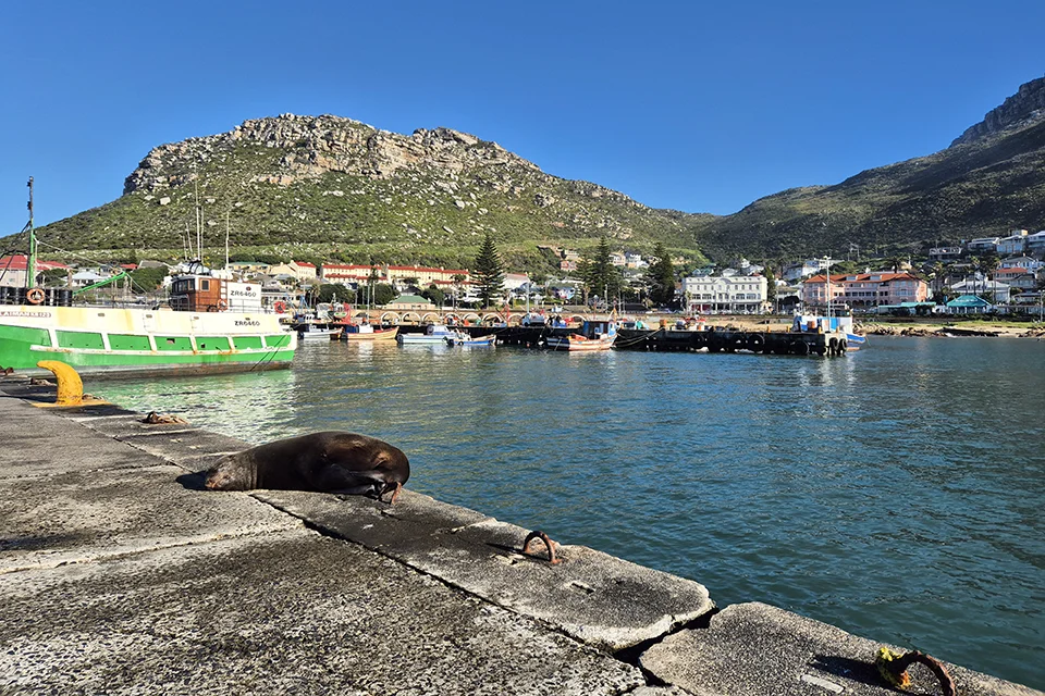 Cape fur seal resting beside the harbour in Kalk Bay, Cape Town
