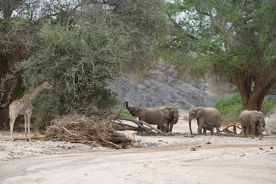 Desert-adapted elephants and a giraffe in the arid landscape of Damaraland, Namibia