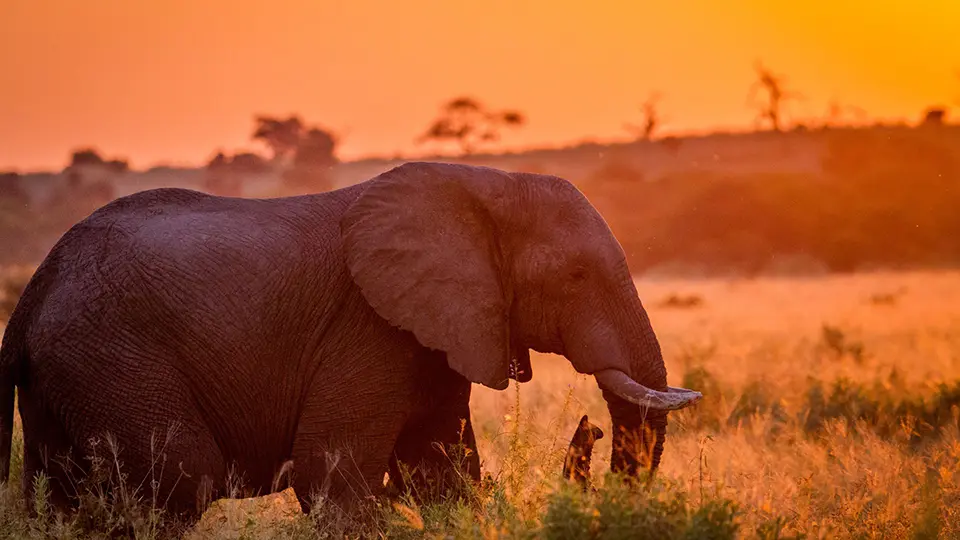 Elephants in Chobe, Botswana