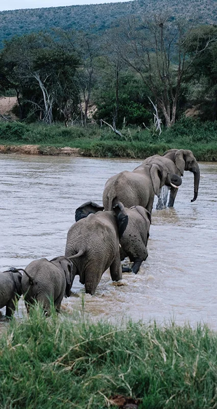 Elephant herd crossing a river at uMfolozi Big Five Reserve in Zululand