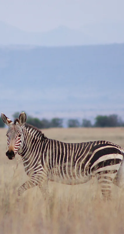 A mountain zebra in Mountain Zebra National Park