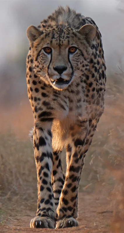 A young cheetah at Babanango Game Reserve