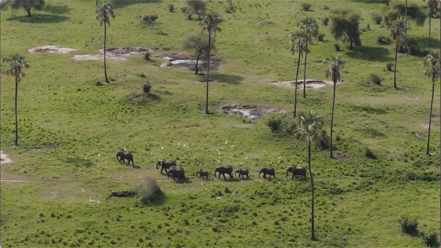 A herd of elephants crosses the lush green landscape of Tarangire National Park, Tanzania, surrounded by tall palm trees and flocks of white birds