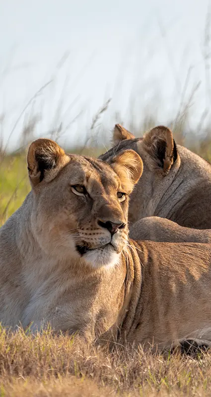 Amakhala Game Reserve