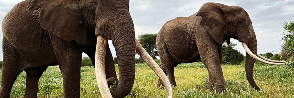 Amboseli safari