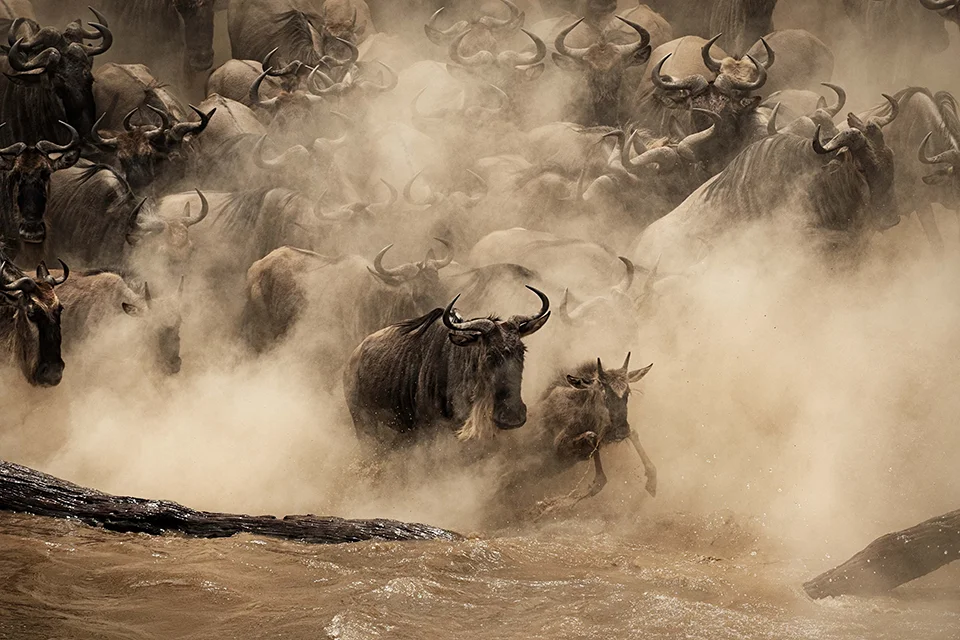 A wildebeest mother and calf plunge into the Mara River during the Great Migration, surrounded by thousands of animals crossing through dust and spray