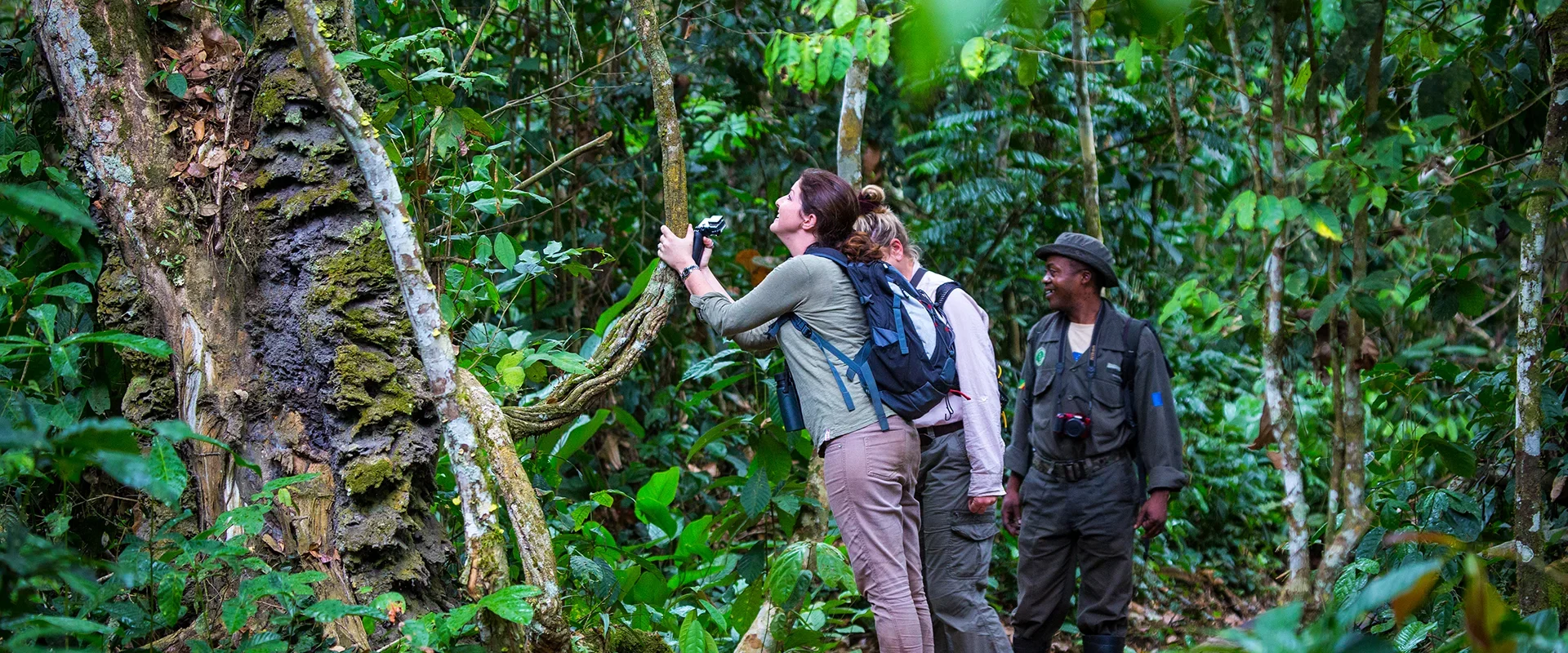 Guests explore a lush tropical rainforest with a guide, pausing along a forest trail to observe and photograph wildlife and native plants