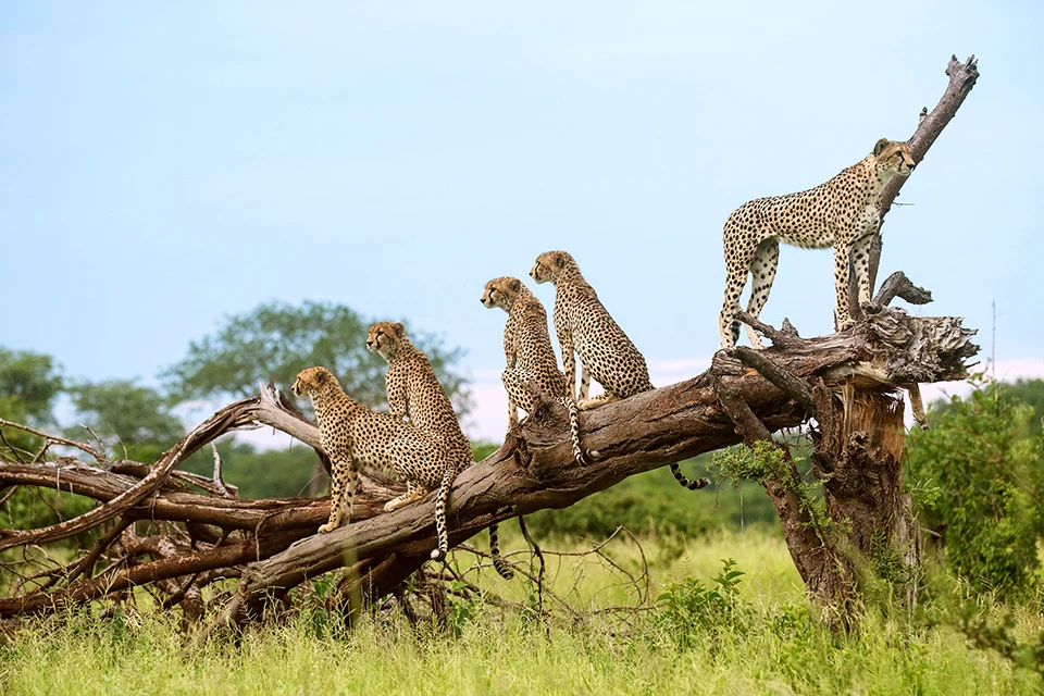 Five cheetahs perch on a fallen tree in Ruaha National Park, scanning the surrounding grassland for prey