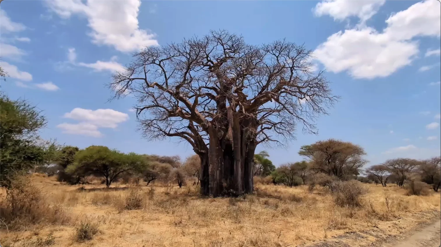Ancient baobab tree rising above dry savanna in Ruaha National Park, Tanzania