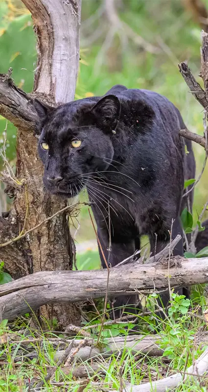 Black leopard seen by an Africa Geographic guest in Laikipia