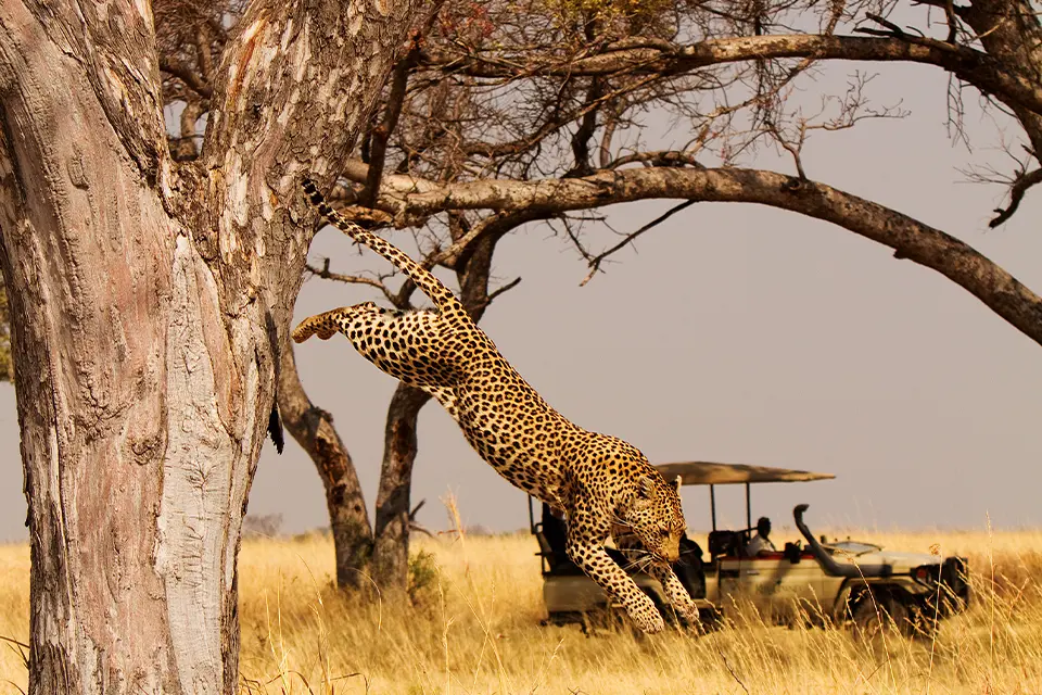 Classic Botswana Big 5 safari