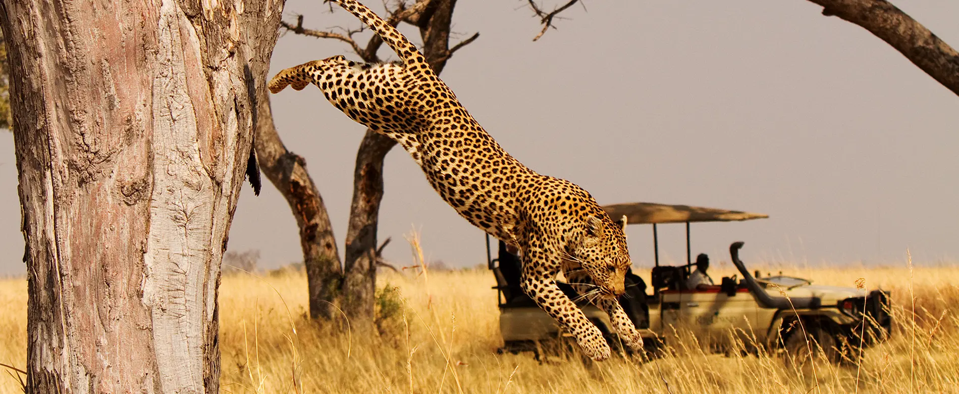 Luxury Botswana Big 5 safari