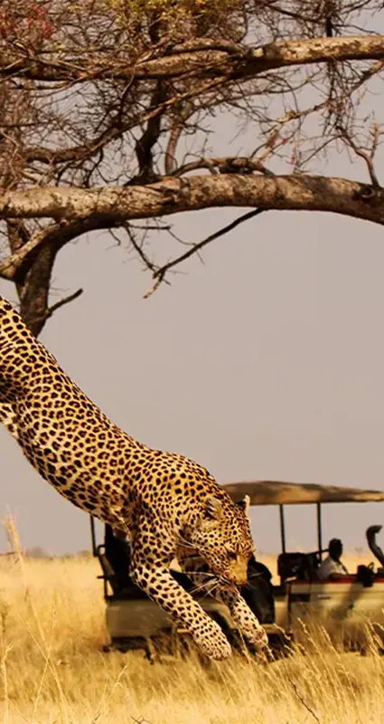 Big 5 safari package