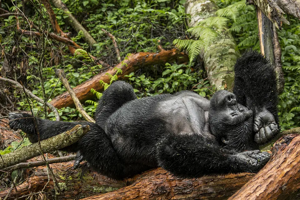 Gorilla trekking in Bwindi, Uganda
