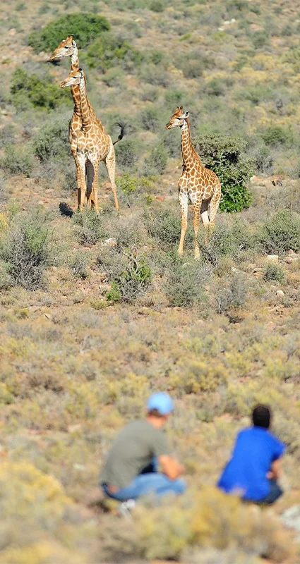 Bush walk with giraffes in Sanbona Wildlife Reserve