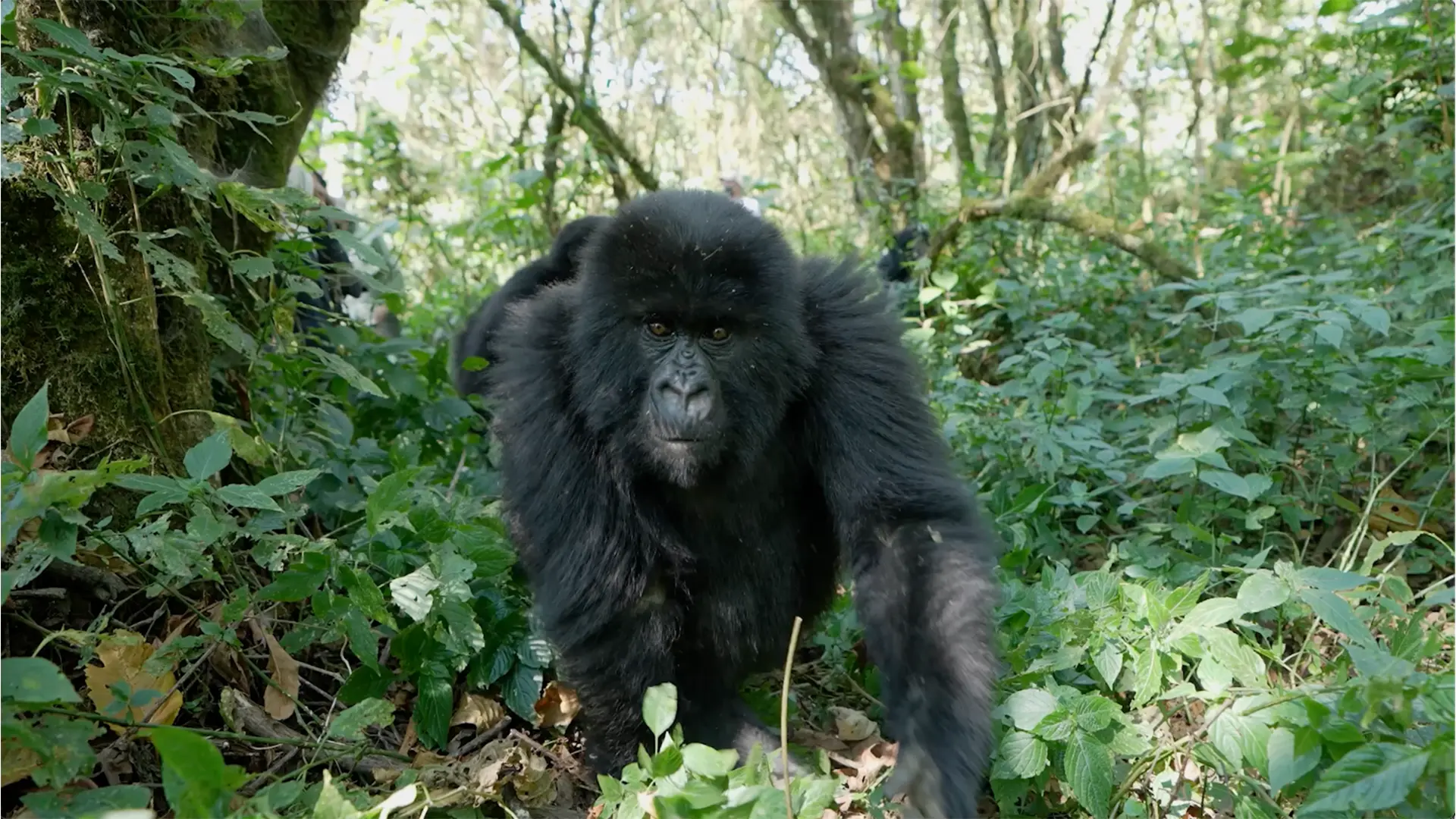 Bwindi gorilla trekking