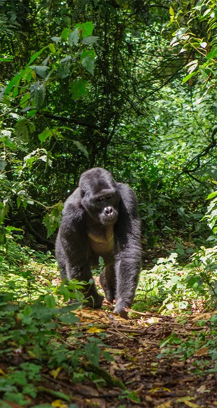 Uganda gorilla trekking