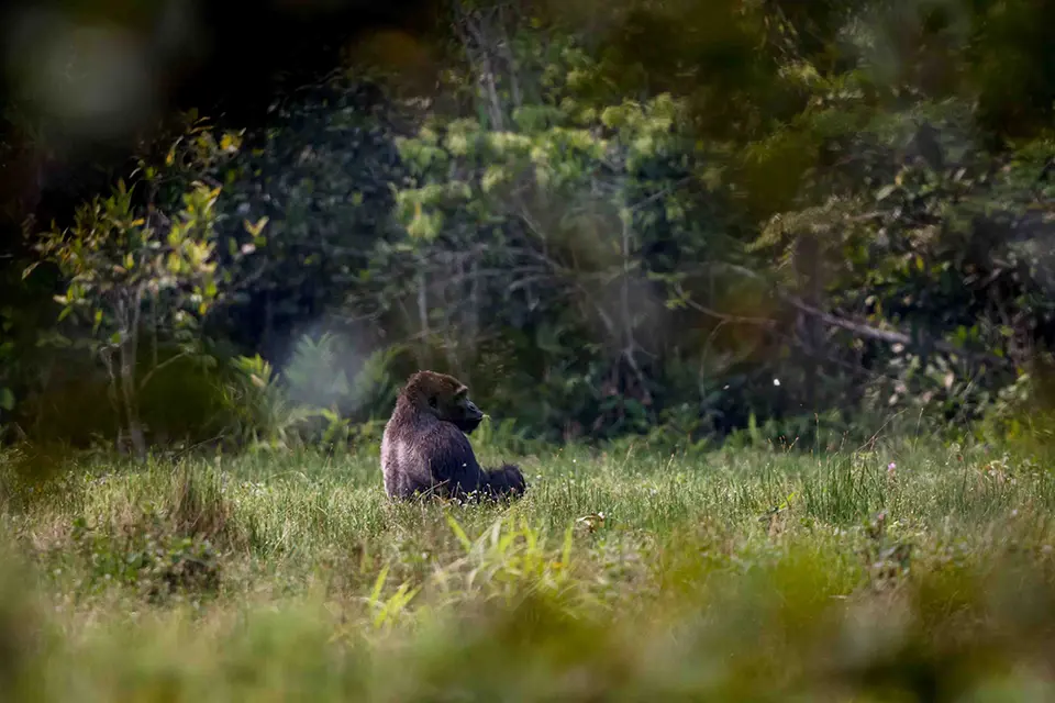 Lowland gorilla watching in Odzala-Kokoua NP