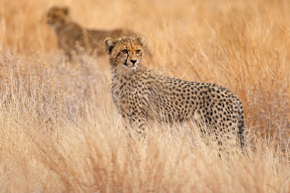Young cheetah standing alert in golden grasslands of the Kruger, with another cheetah blurred in the background