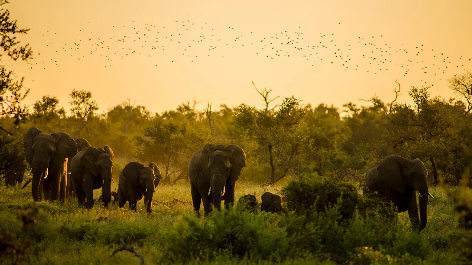 Herd of African elephants with young calves walking through the Kruger bush at sunset as a flock of birds flies overhead