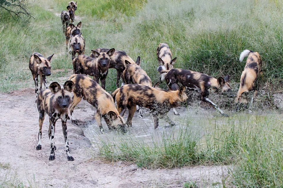 Pack of African wild dogs crossing a shallow waterhole in Manyeleti Game Reserve, Greater Kruger