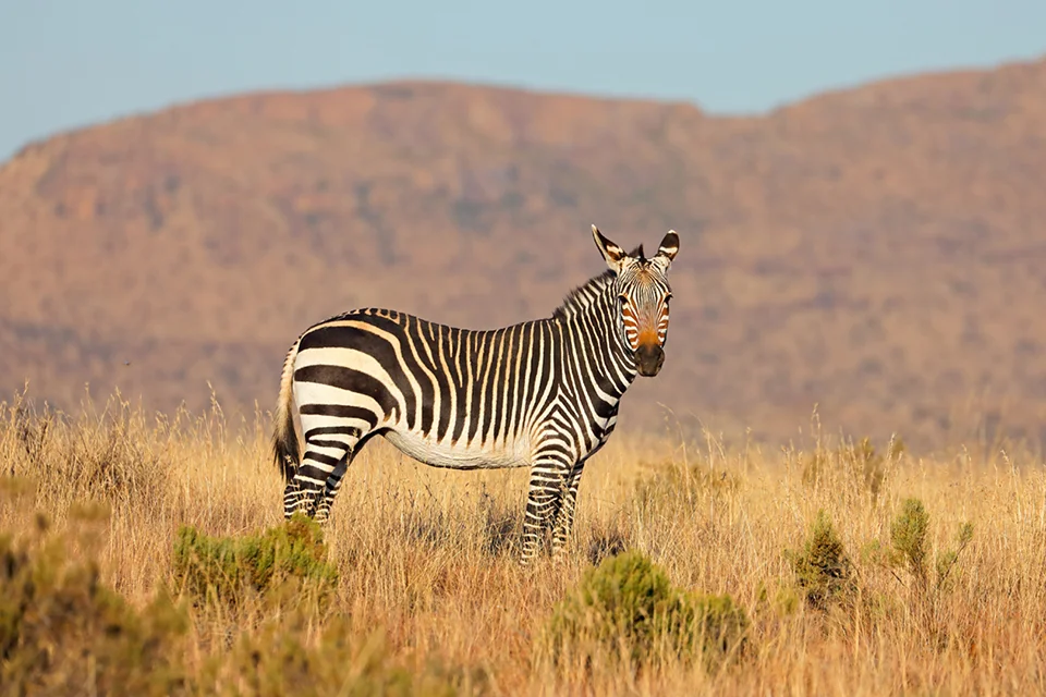 Mountain Zebra National Park