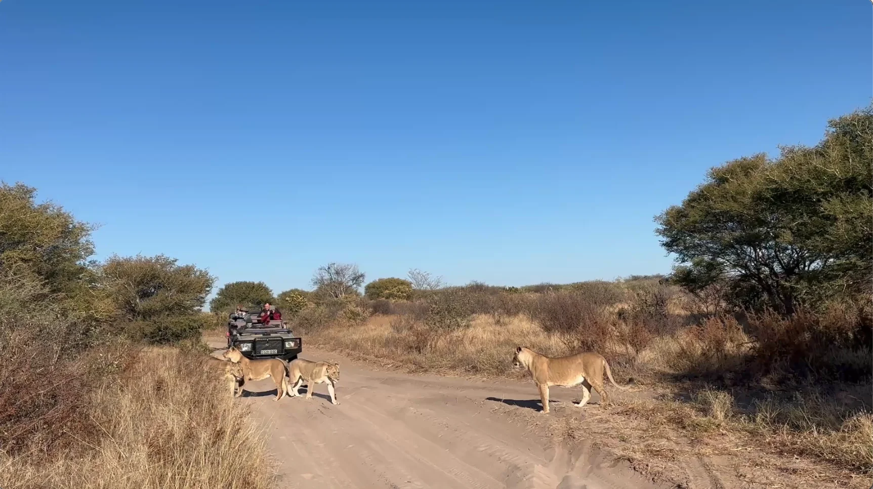 Kalahari lion safari