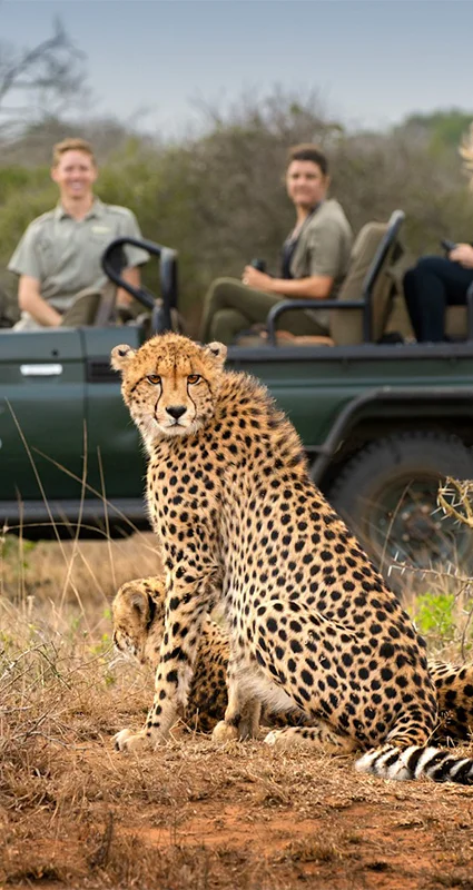 Cheetah during a Phinda game drive