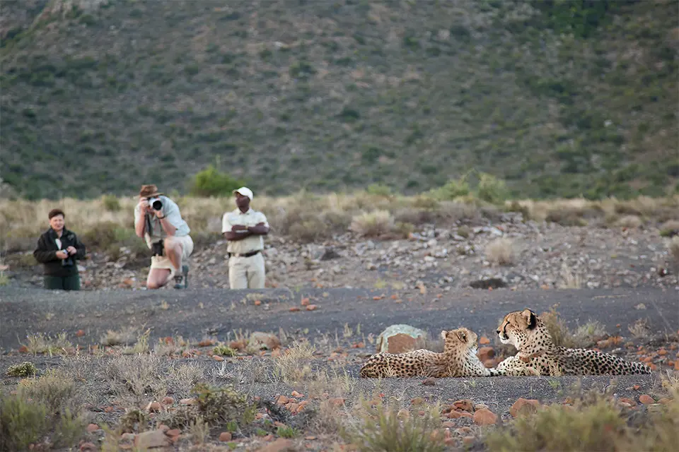 Cheetah conservation safari