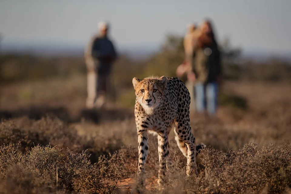 Samara Karoo Reserve