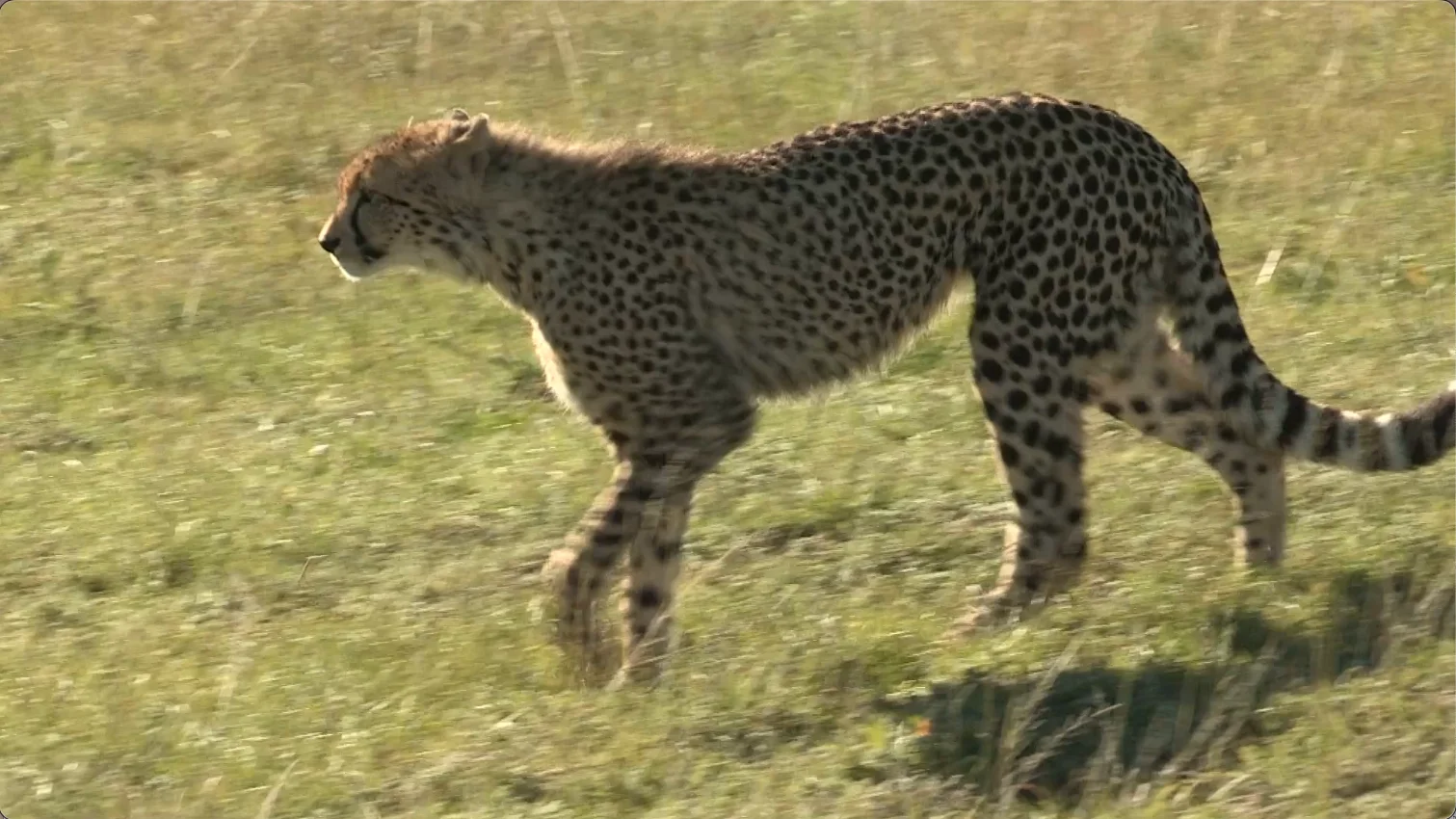 Cheetah walking in Kariega Game Reserve