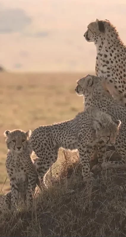 Cheetah mother and cubs gathered on a termite mound in Grumeti Game Reserve, Tanzania