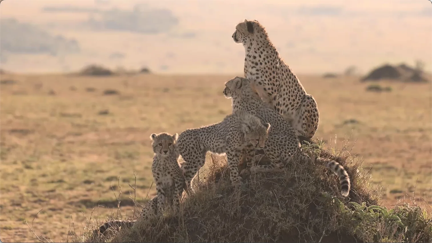 Cheetah mother and cubs gathered on a termite mound in Grumeti Game Reserve, Tanzania
