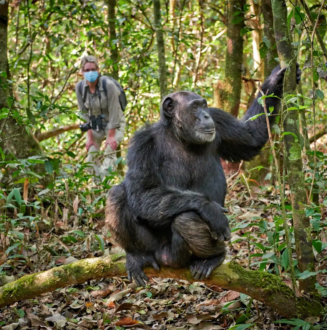 chimpanzee trekking