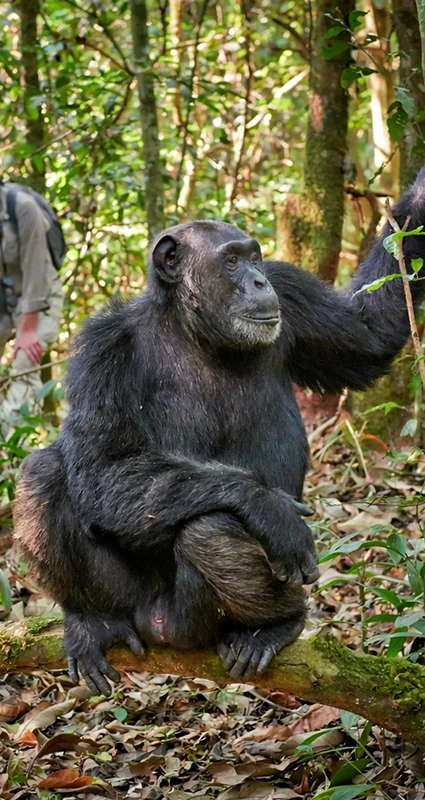 Chimpanzee resting in the forest as visitors observe during a chimp trekking experience