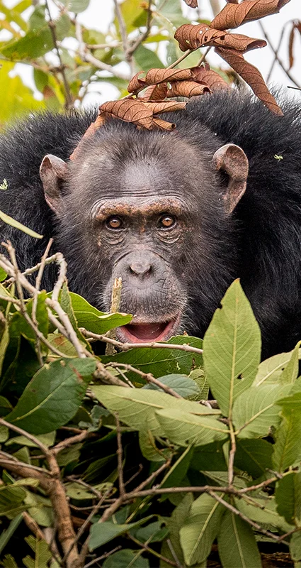 Chimpanzee on Rubondo Island on Lake Victoria