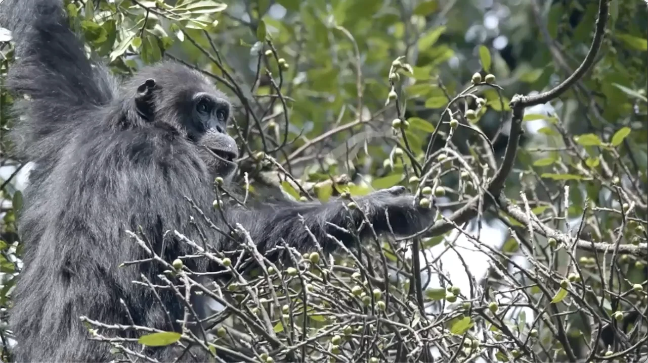 Chimpanzee eating figs in Tanzania's Western Circuit