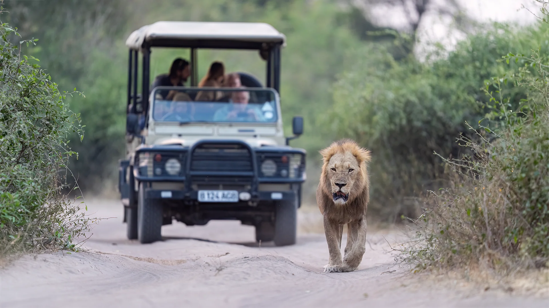Male lion walking along a sandy track in front of a Chobe Game Lodge safari vehicle in Chobe National Park
